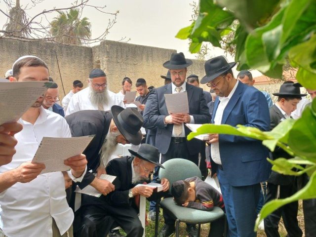 הגרי אברגיל בברכת האילנות. א' מיכאלי