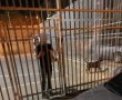 מזעזע: בן 10 מב"ש ננשך ע"י אמסטף בכל חלקי גופו ונזקק למספר ניתוחים 