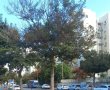מחר: גיזום עצים נרחב במרכז רובע ז'