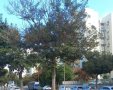 העצים ברח' הנורית שלא נגזמו עדיין. דוד ס'