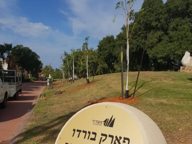 לצל יומם. הנטיעות החדשות. שמואל דוד לשכת רה"ע