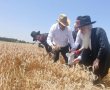 לשם מצות מצווה: האדמור רבי דוד פינטו יצא לשדה לקצור חיטים לפסח