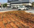 עם תום שנת השמיטה: 350,000 פרחים ינטעו בעיר