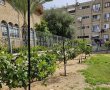 לקראת ר"ח ניסן: עצי הדר ופרי ברחבי רובע ג'