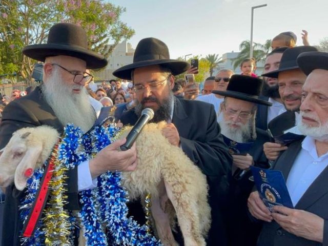הגאון רבי מאיר אבוחצירא במצוות פדיון פטר חמור. צילום: שוקי לרר