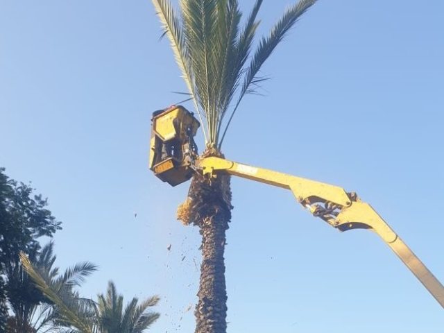 סכך לסוכה - צילום מינהלת רובע ז'