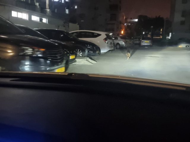 שועל ברובע ג'. צילום: פ'