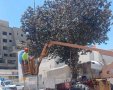 גיזום העצים. מינהלת רובע ז
