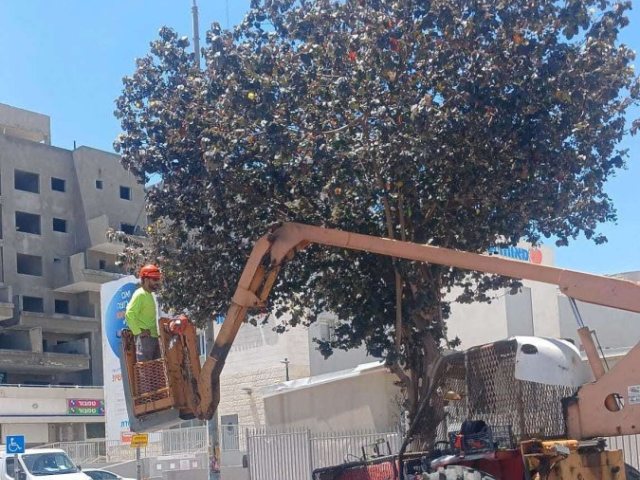 גיזום העצים. מינהלת רובע ז