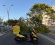 ענף עץ ענק קרס על ציר מרכזי באשדוד וחסם את התנועה