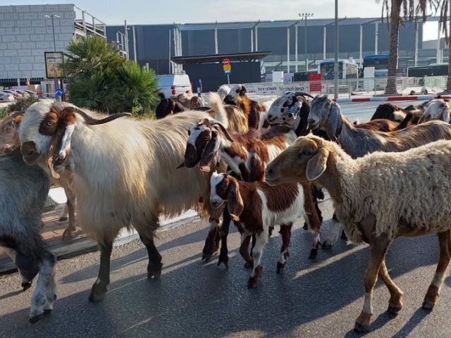 צילום: יאיר ארוש